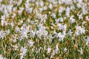 Close up of Narcissus / Daffodil meadow