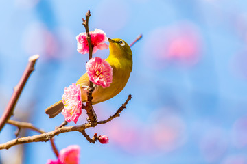 The Japanese White eye.The background is red plum blossoms.Located in Tokyo Prefecture Japan.