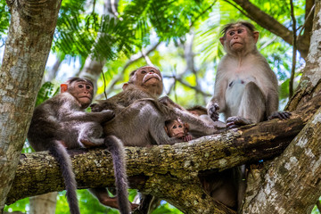 Monkeys in India