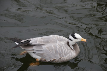 Close up mallard Duck Swimming in the Lake