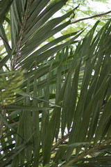Obraz na płótnie Canvas Palm Leaves