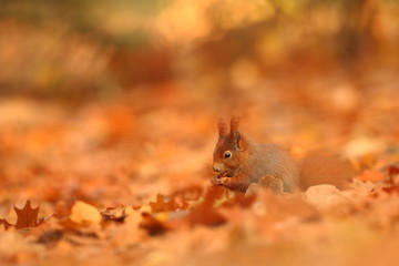 The squirrel was photographed in the Czech Republic. Squirrel is a medium-sized rodent. Inhabiting a wide territory ranging from Western Europe to Eastern Asia.Animal in the wild. Beautiful picture of