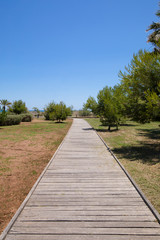 Fototapeta na wymiar wooden walkway in nature, over green grass meadow with trees and palm, blue clear sky, next to Mediterranean Sea, Pine Beach or Beach of Pinar, in Grao of Castellon, Valencia, Spain, Europe 