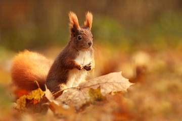 Naklejka na ściany i meble The squirrel was photographed in the Czech Republic. Squirrel is a medium-sized rodent. Inhabiting a wide territory ranging from Western Europe to Eastern Asia.Animal in the wild. Beautiful picture of