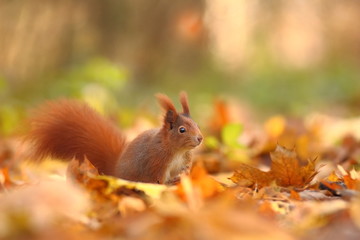 The squirrel was photographed in the Czech Republic. Squirrel is a medium-sized rodent. Inhabiting a wide territory ranging from Western Europe to Eastern Asia.Animal in the wild. Beautiful picture of