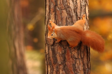 Fototapeta premium The squirrel was photographed in the Czech Republic. Squirrel is a medium-sized rodent. Inhabiting a wide territory ranging from Western Europe to Eastern Asia.Animal in the wild. Beautiful picture of