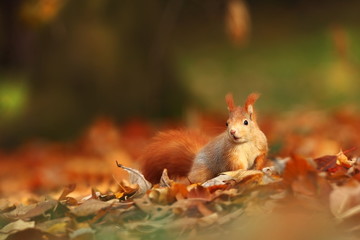The squirrel was photographed in the Czech Republic. Squirrel is a medium-sized rodent. Inhabiting a wide territory ranging from Western Europe to Eastern Asia.Animal in the wild. Beautiful picture of