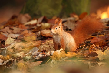 The squirrel was photographed in the Czech Republic. Squirrel is a medium-sized rodent. Inhabiting a wide territory ranging from Western Europe to Eastern Asia.Animal in the wild. Beautiful picture of