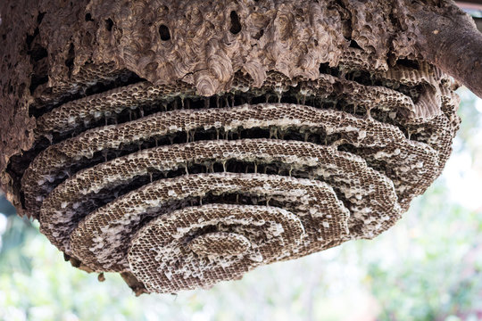 Close up image of the inside of a wasps nest with wasps