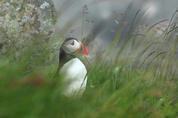 Puffin. Puffins are any of three small species of alcids in the bird genus Fratercula with a brightly coloured beak during the breeding season.