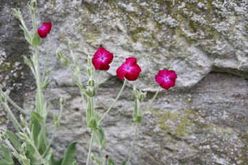 rosa nelken vor natursteinmauer