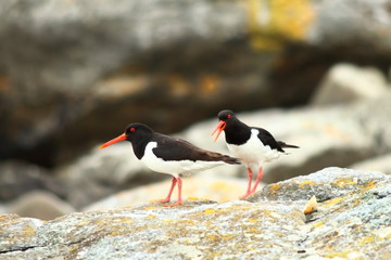 Haematopus ostralegus. Oystercatcher marsh bird fisher of fish and shellfish nesting colony on the island of Runde nature reserve for seabirds Norway.