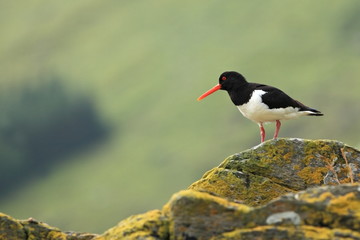 Haematopus ostralegus. Oystercatcher marsh bird fisher of fish and shellfish nesting colony on the island of Runde nature reserve for seabirds Norway.