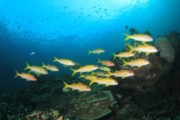 Fototapeta na wymiar Underwater coral reef and fish in ocean
