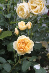 gelbe rosen in vielen formen