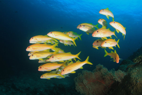 Fototapeta Underwater coral reef and fish in ocean