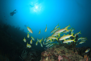 Fototapeta na wymiar Scuba diving