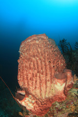Underwater fish on coral reef