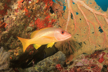 Underwater fish on coral reef