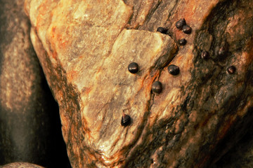 Schnecken auf Stein