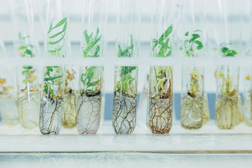 Microplants of cloned willows (Salix) in test tubes with nutrient medium. Micropropagation technology in vitro