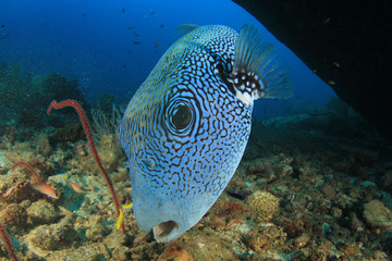 Naklejka na ściany i meble Blue-spotted Puffer fish