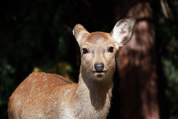 Deer standing at the park in Nara, Japan. The park is home to hundreds of freely roaming deer.