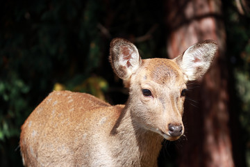 Fototapeta premium Deer standing at the park in Nara, Japan. The park is home to hundreds of freely roaming deer.