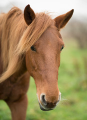 Stute braun Araber Berber
