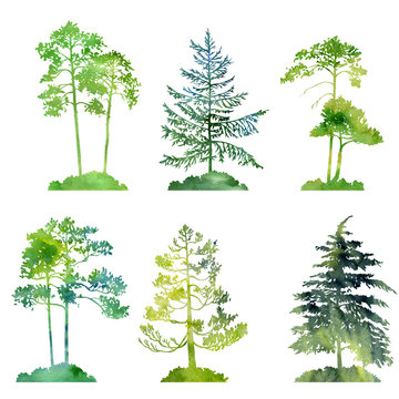 watercolor set of conifer trees