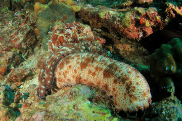 Obraz na płótnie Canvas Octopus hunting for fish under sea cucumber