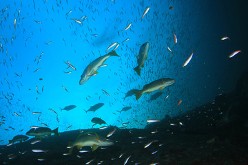 Fototapeta na wymiar Underwater fish on coral reef