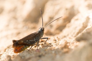 Verkannter Grashüpfer (Chorthippus mollis) sitzt auf Sandboden, Niedersachsen, Deutschland, Europa