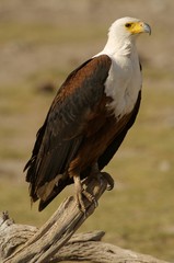 East African Eagle