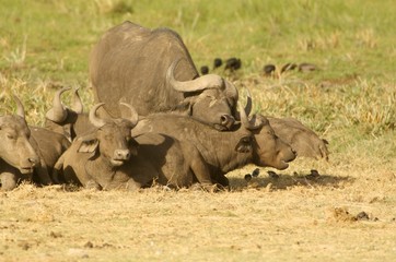 Water Buffalo, Cape buffalo, dangerous, buffalo love, nature, group of animals, nobody, horizontal