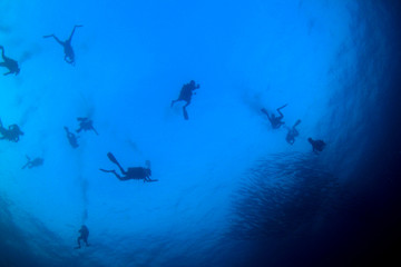 Scuba dive. Diving in ocean. Scuba divers explore coral reef