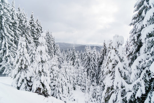 Fototapeta Snowy fir trees in mountains at a cloudy winter day.