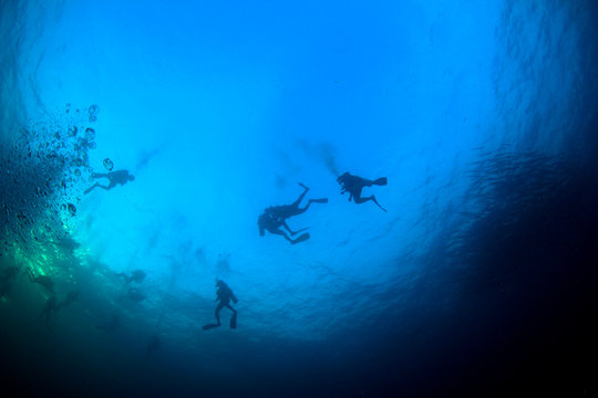 Scuba dive. Diving in ocean. Scuba divers explore coral reef