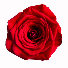 Red rose flower isolated on the white background