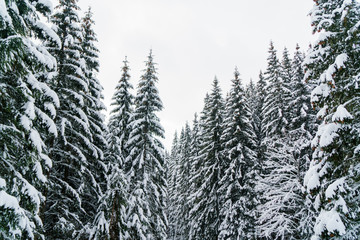 Winter wonderland landscape with snowy fir tree tops.