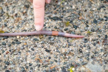 Kind berührt Großen Ackerwurm (Octolasion lacteum) mit einem Finger, Regenwetter,...