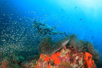 Scuba dive. Diving in ocean. Scuba divers explore coral reef