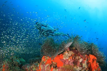 Selbstklebende Fototapeten Scuba dive. Diving in ocean. Scuba divers explore coral reef © Richard Carey