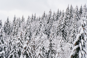 Fototapeta premium Tops of fir trees with lots of snow. White winter forest landscape.