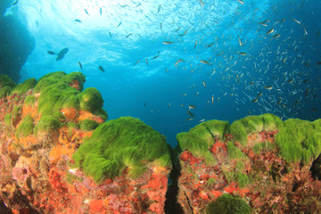 Coral reef and fish in ocean