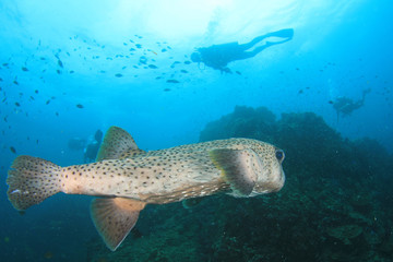 Fototapeta premium Scuba dive. Diving in ocean. Scuba divers explore coral reef
