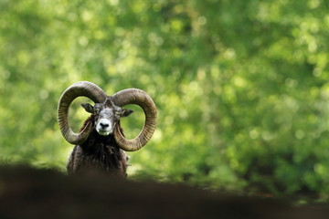 Ovis musimon. Beautiful nature. Wild nature of Czech. Autumn, winter and spring colors. A majestic animal. In the forest. Detail in nature. Muflon is the only representative of the genus of wild sheep
