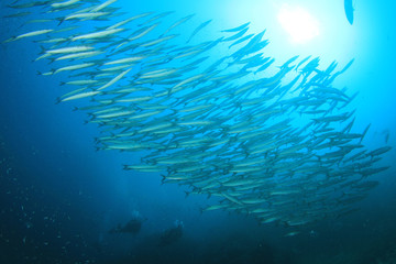 Naklejka na ściany i meble Barracuda fish school underwater
