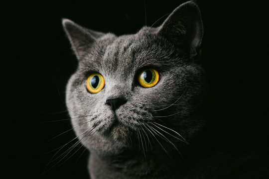 Portrait of a british shorthair cat
