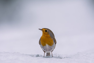 Rouge-gorge sur la neige
